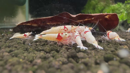 Pure Red Line (K14) - Caridina