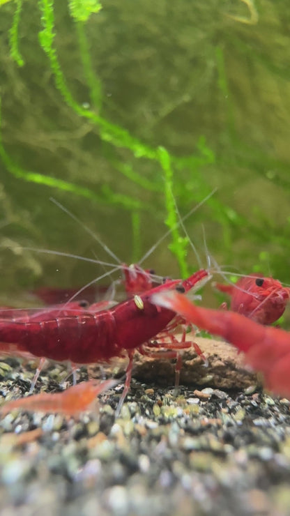 Bloody Mary - neocaridina davidi