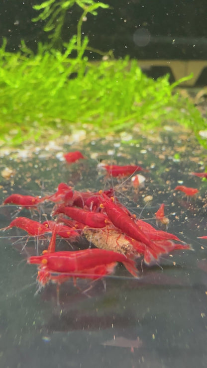 Bloody Mary OE (Red demon)- neocaridina davidi