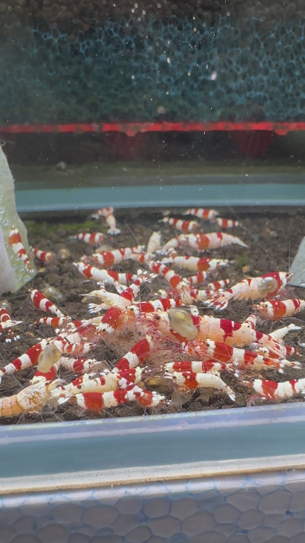 Crystal Red Shrimp - Caridina