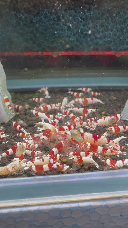 Crystal Red Shrimp - Caridina