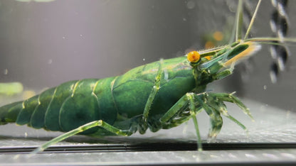 Dark Green Jade OE (Green demon)- neocaridina davidi