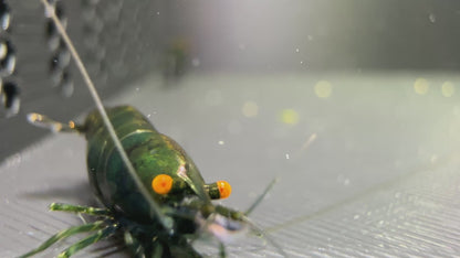 Dark Green Jade OE (Green demon)- neocaridina davidi