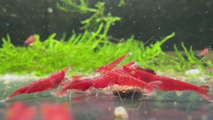 Bloody Mary OE (Red demon)- neocaridina davidi