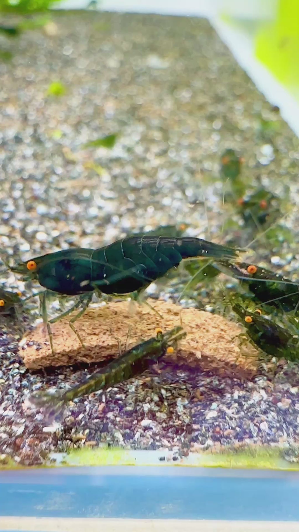 Dark Green Jade OE (Green demon)- neocaridina davidi