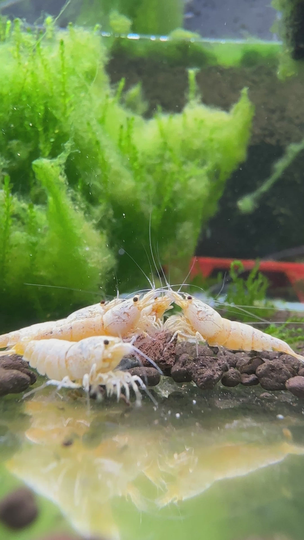 Pure white Line  - Caridina