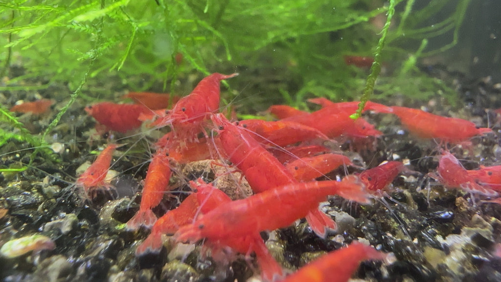 Bloody Mary - neocaridina davidi