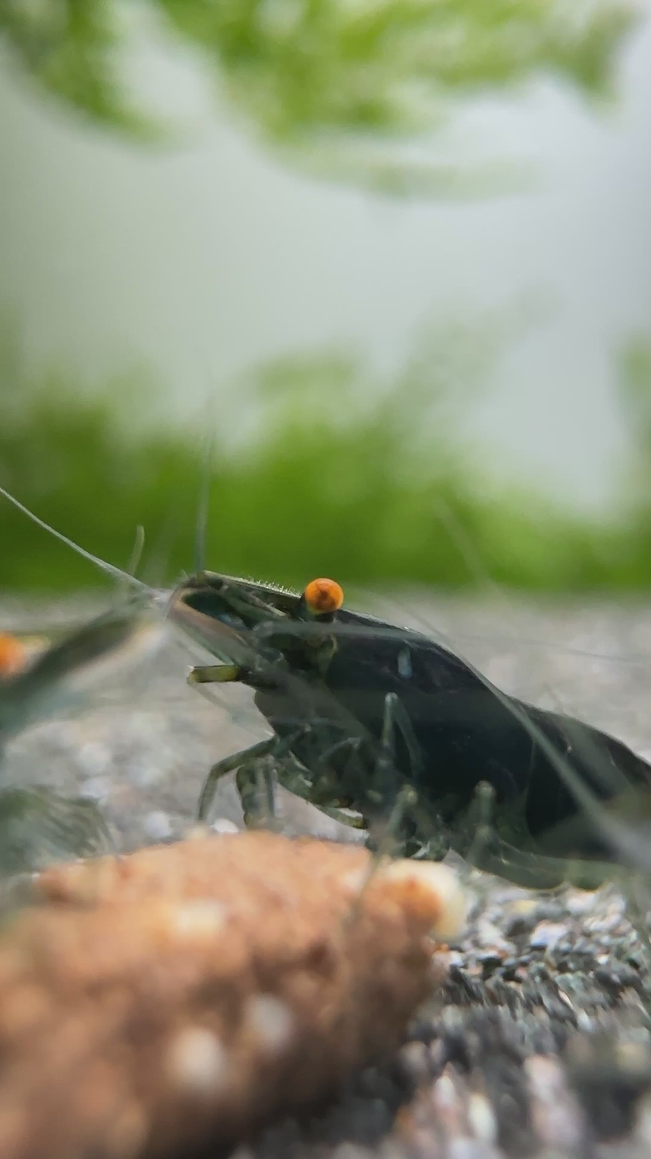 Dark Green Jade OE (Green demon)- neocaridina davidi