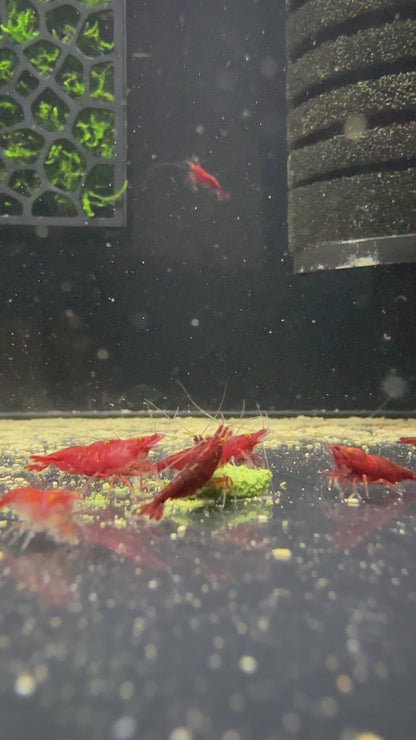 Suksai Aquatic - Protein