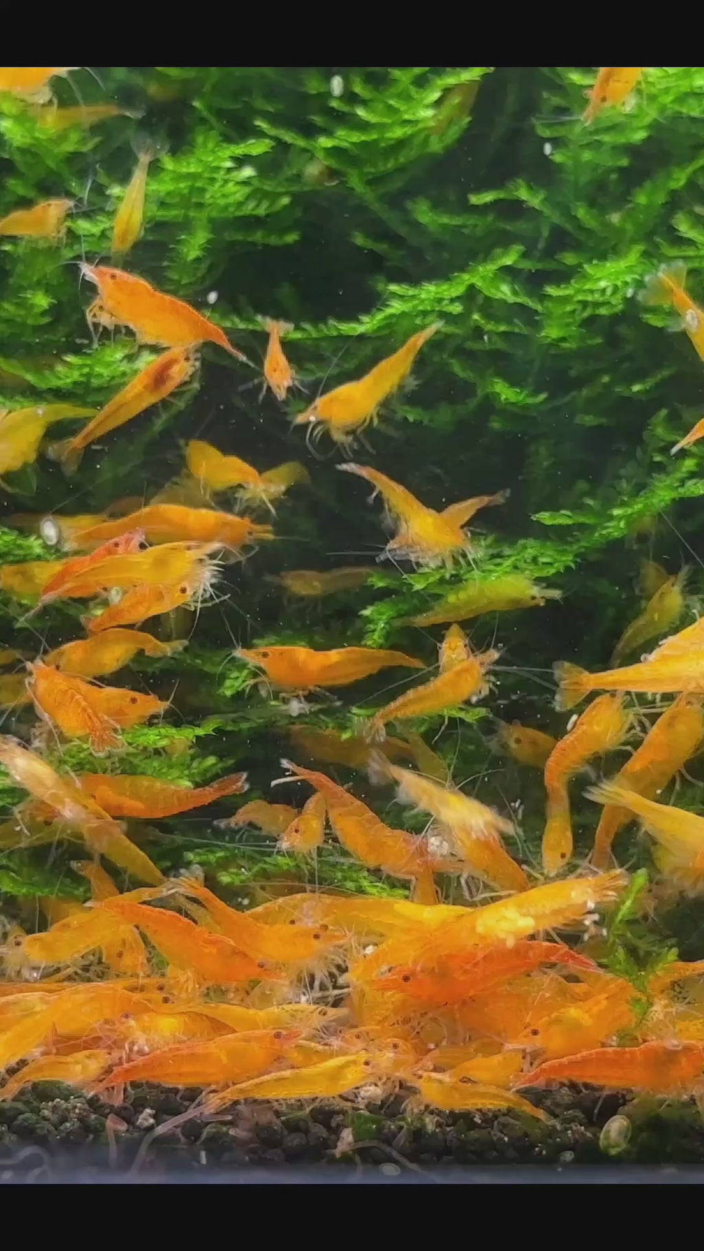 Orange Sakura - neocaridina davidi