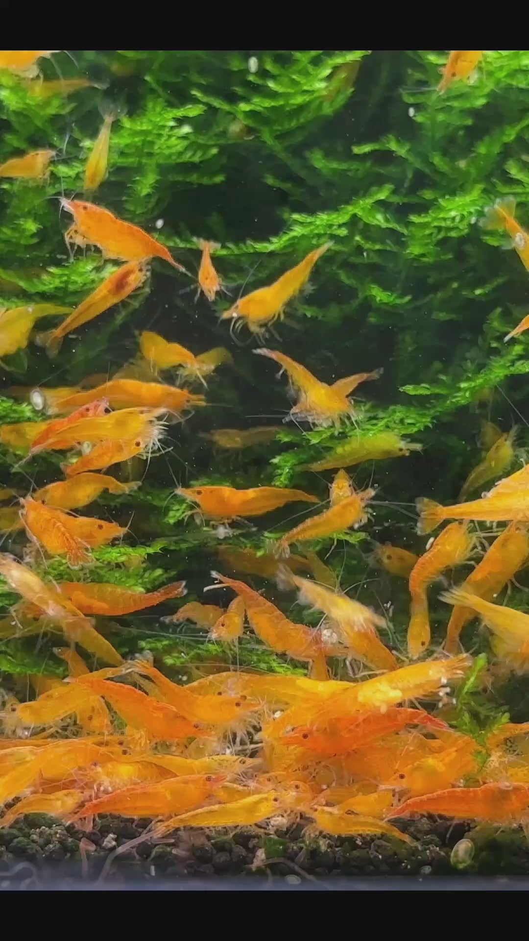 Orange Sakura - neocaridina davidi