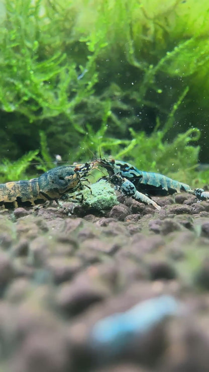 Suksai Aquatic - Protein