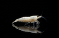 Realistic White Shrimp on Black Background