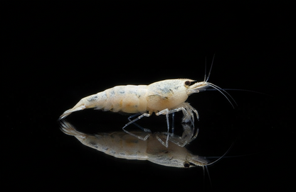 Realistic White Shrimp on Black Background