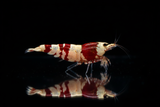 Red and White Banded Shrimp - Professional Studio Shot