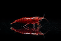 Red Shrimp on Black Background