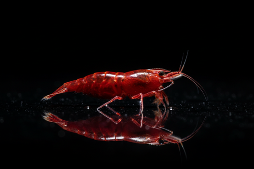 Red Shrimp on Black Background