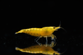 Yellow Shrimp on Black Background